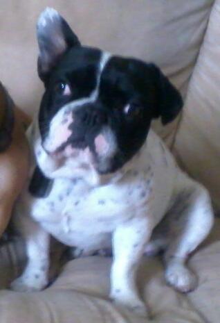 Fransk bulldog Bjarne - Er jeg ikke fin:) billede 10