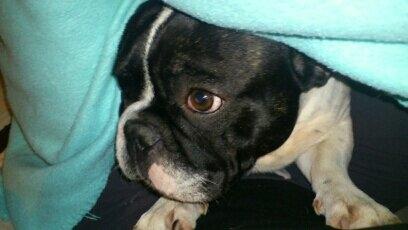 Fransk bulldog Bjarne - Du kan ikke finde mig billede 2