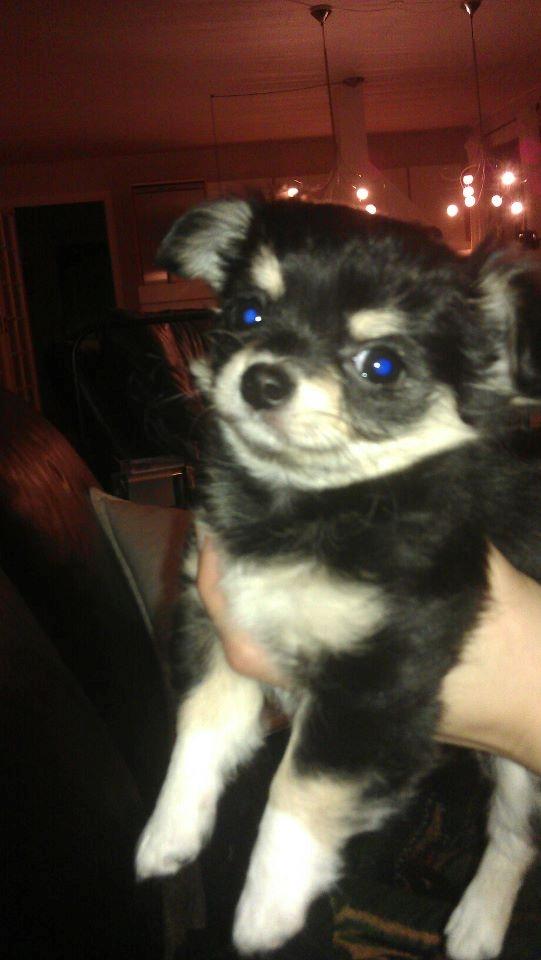 Chihuahua Bianca billede 7