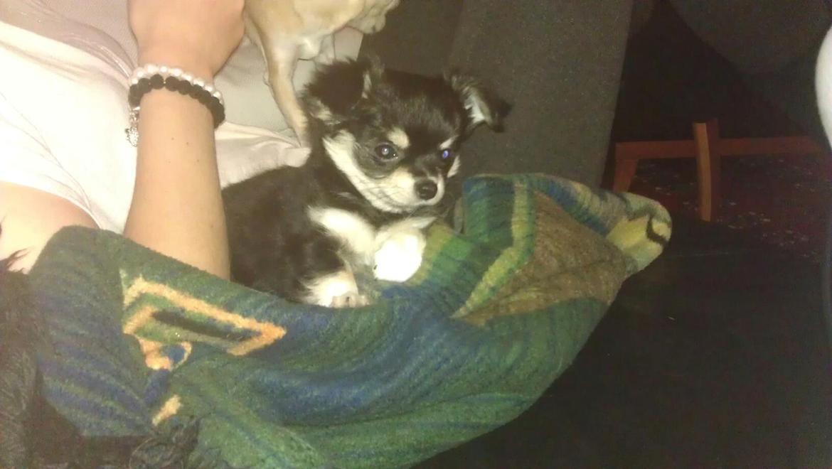 Chihuahua Bianca billede 8