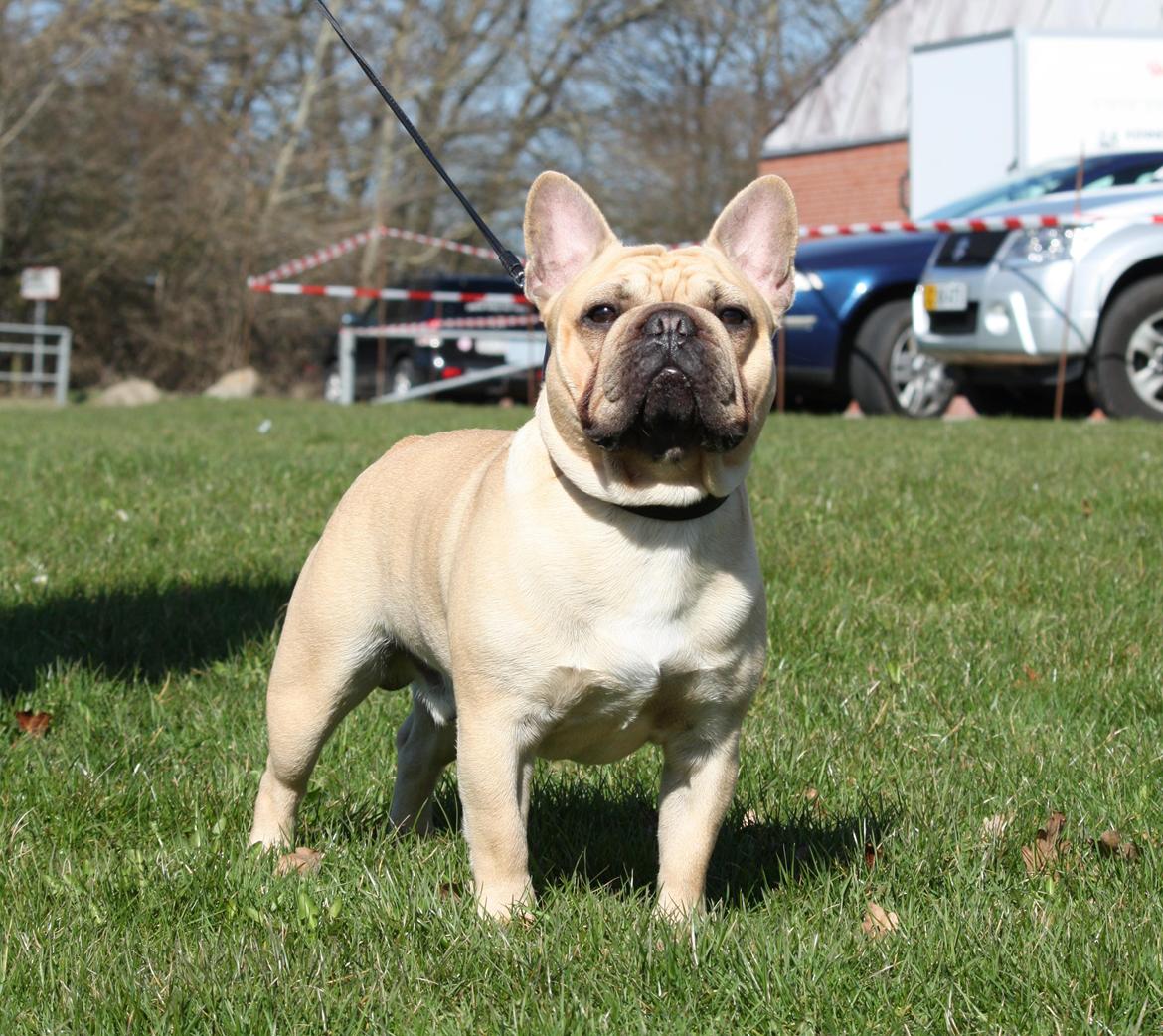 Fransk bulldog Lionel Messi By Ventura billede 17