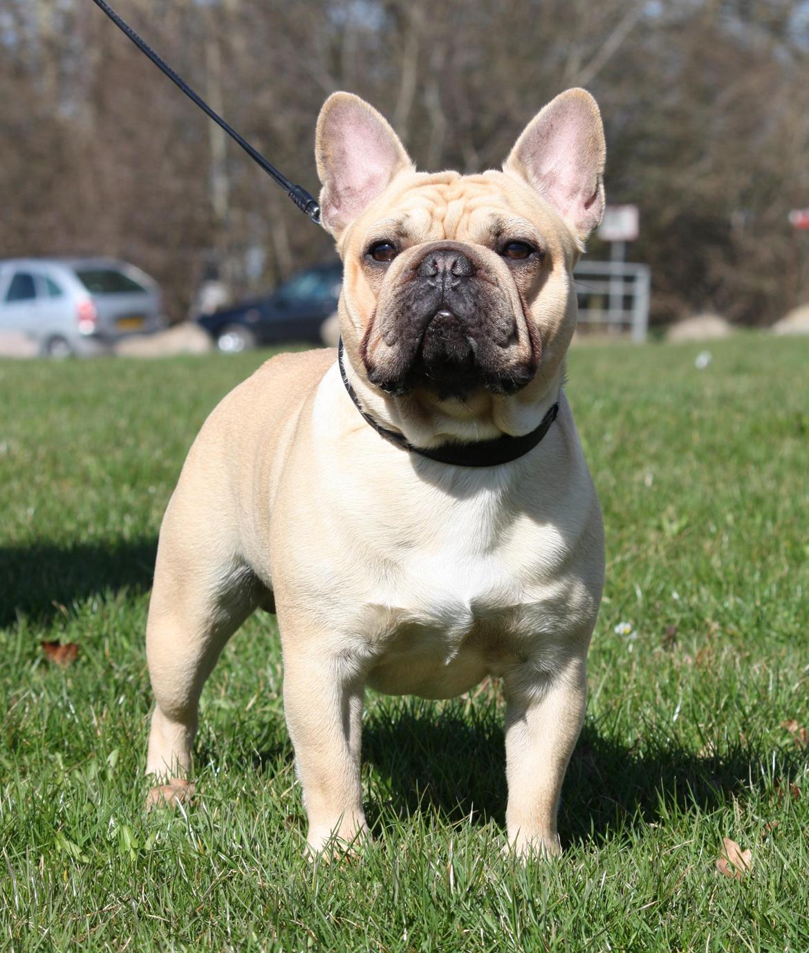 Fransk bulldog Lionel Messi By Ventura billede 19