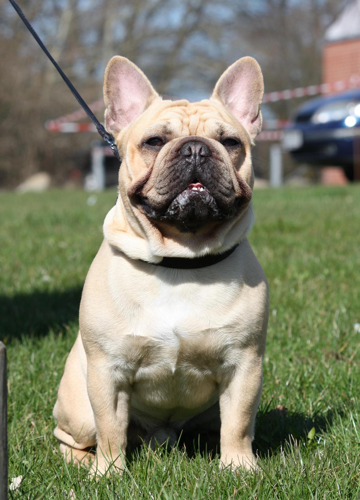 Fransk bulldog Lionel Messi By Ventura billede 20