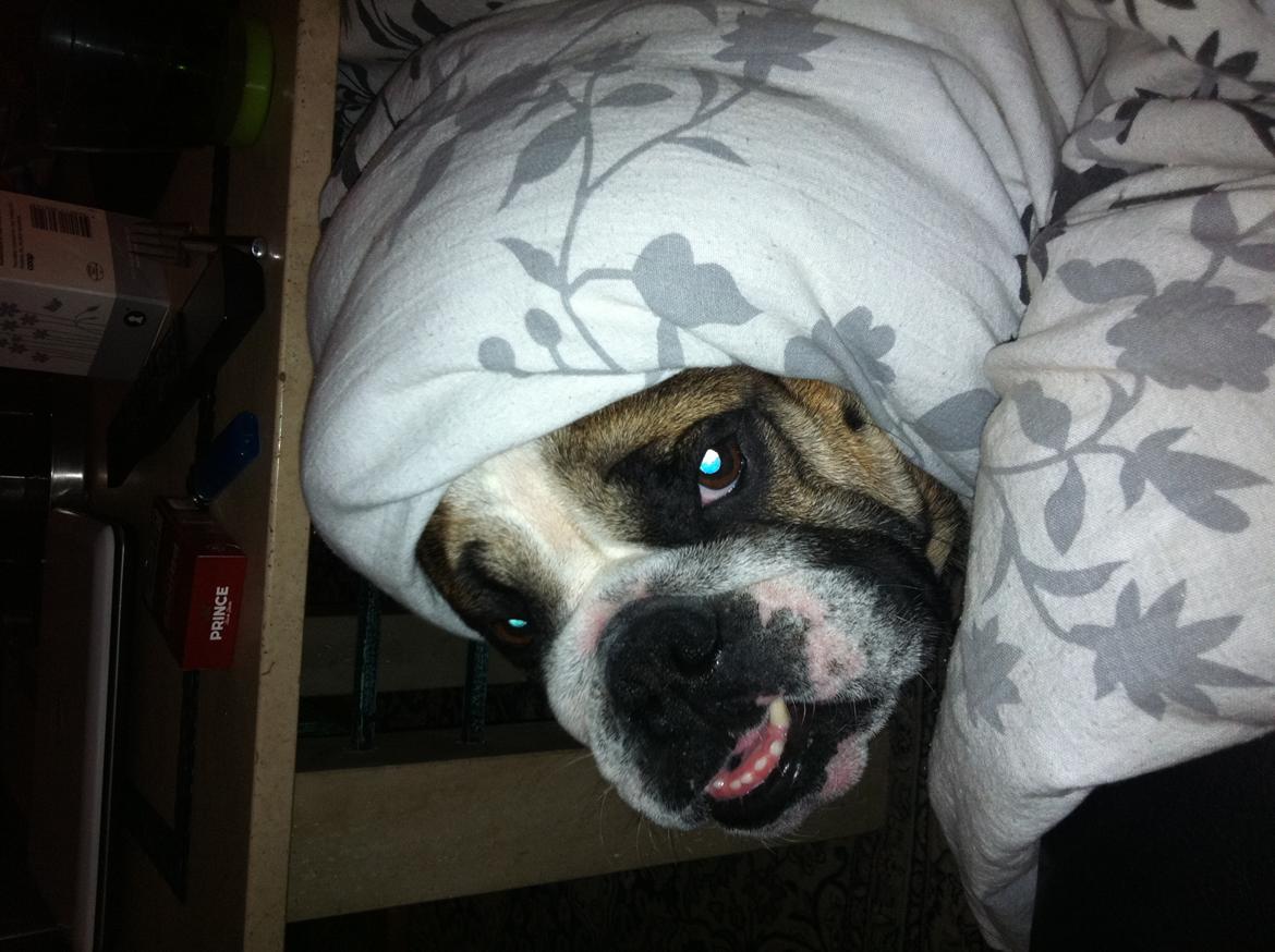 Engelsk bulldog MANSE billede 15