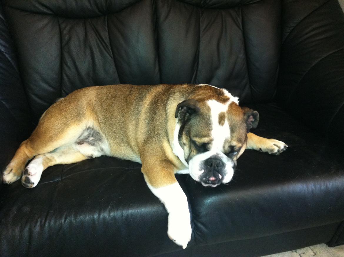 Engelsk bulldog MANSE billede 16