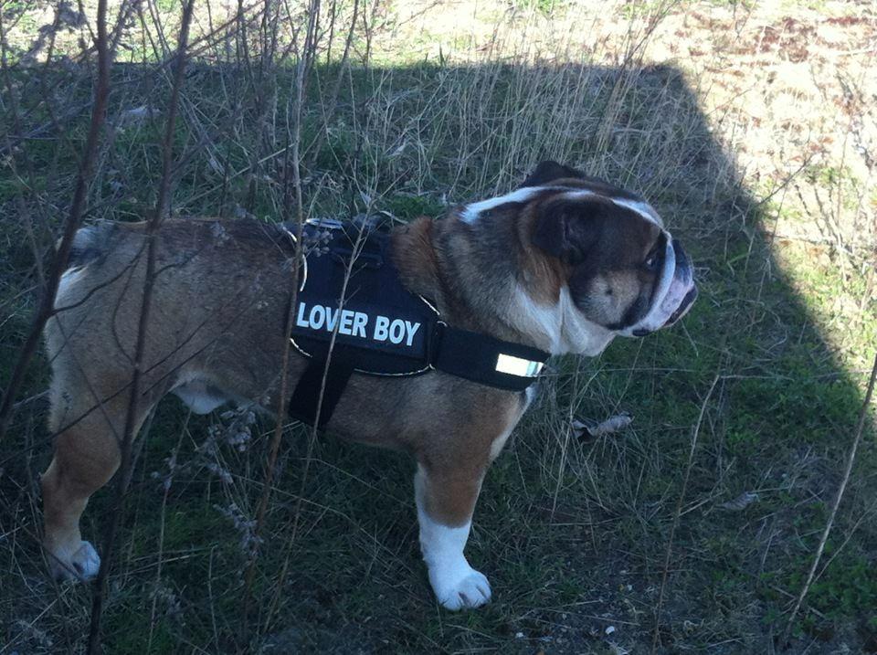 Engelsk bulldog MANSE - Player :D billede 17