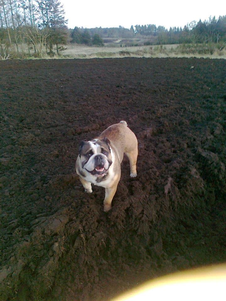 Engelsk bulldog MANSE billede 18