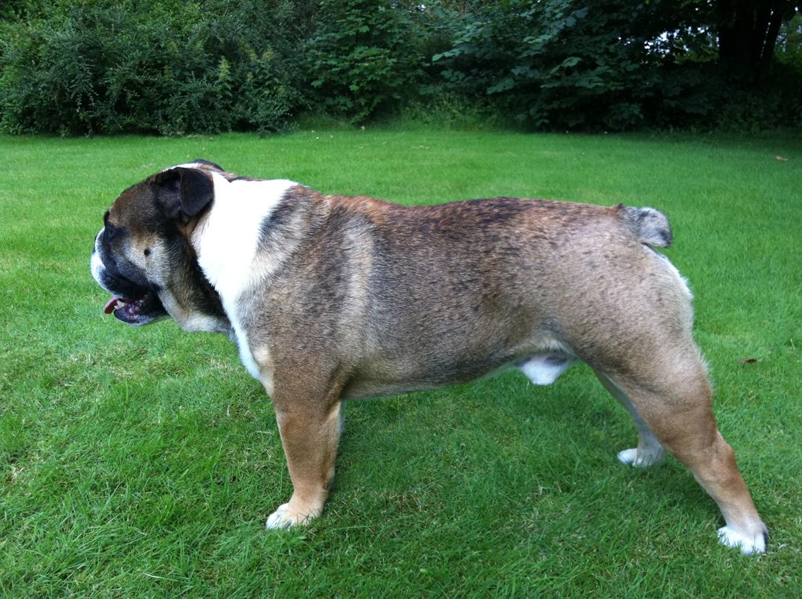 Engelsk bulldog MANSE billede 19