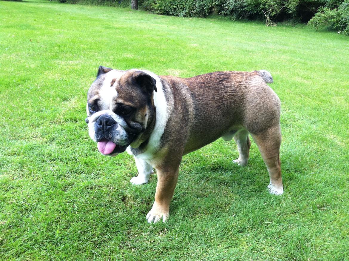 Engelsk bulldog MANSE billede 20