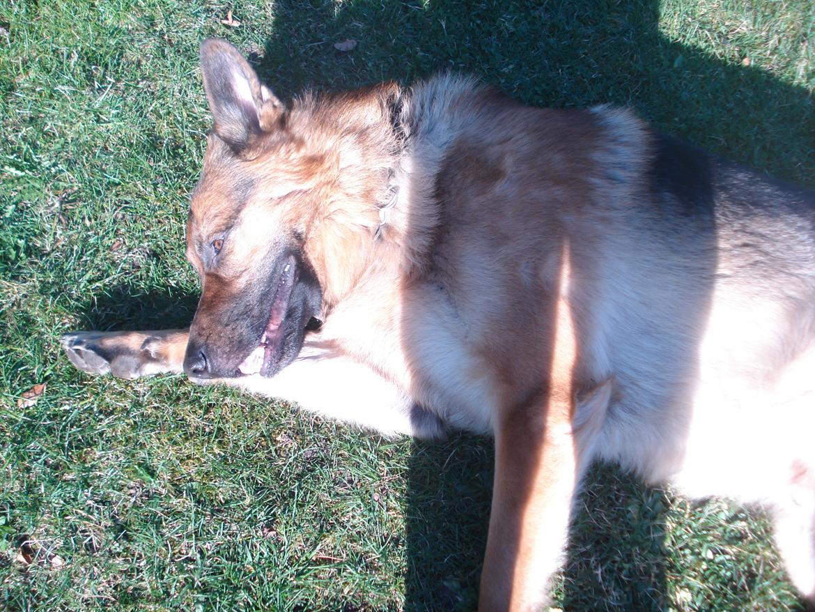 Schæferhund Jacques - Pyha solen er skrap! billede 12