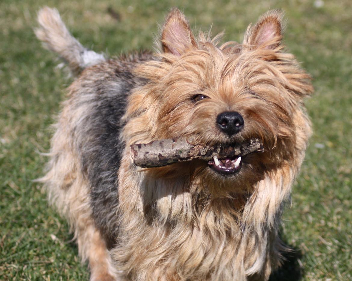 Australsk terrier Luka Min engel - Wuuuu, en pind 
Marts 2012 billede 11