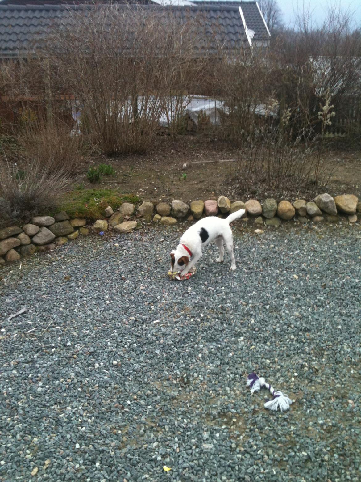 Jack russell terrier Tjalfe. - Lige i haven efter den er blevet hegnet godt ind:) billede 12