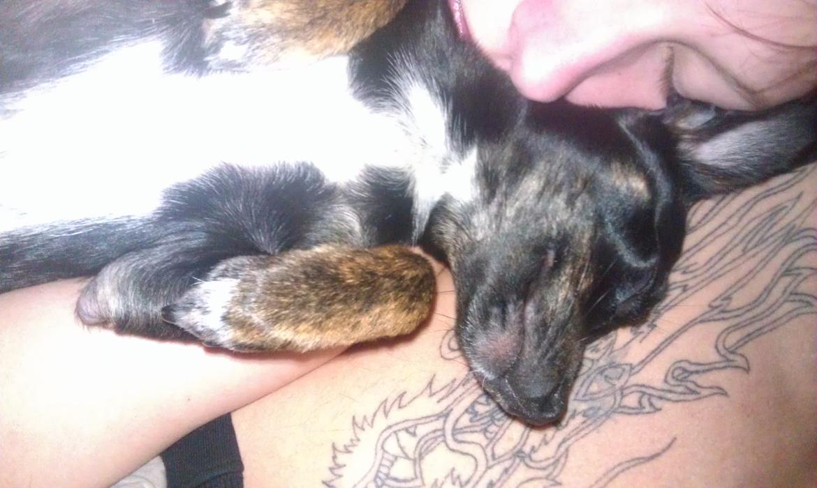 Blanding af racer Kenzo billede 15