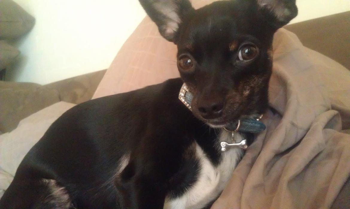 Blanding af racer Kenzo billede 16