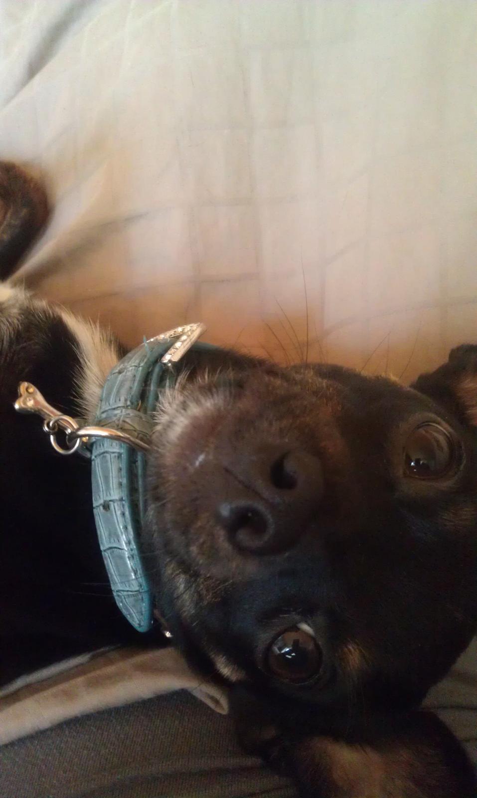 Blanding af racer Kenzo billede 1