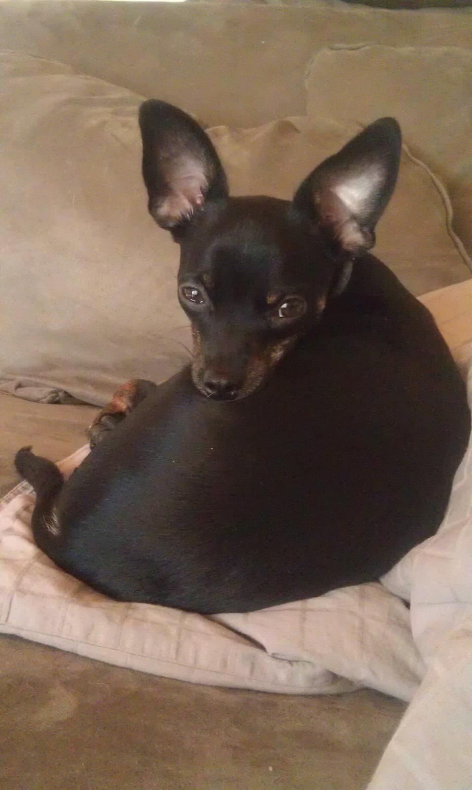 Blanding af racer Kenzo billede 17