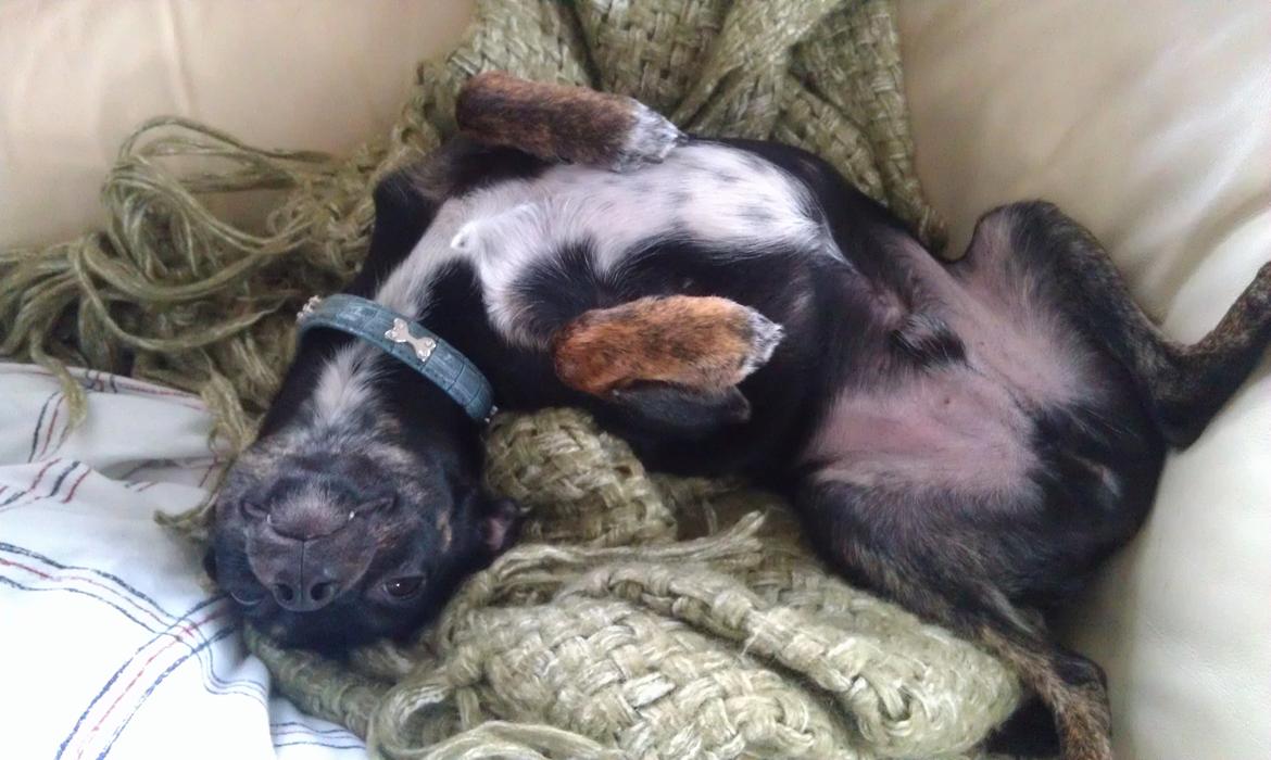 Blanding af racer Kenzo billede 2