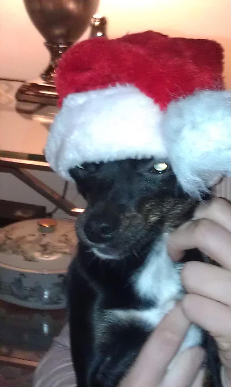 Blanding af racer Kenzo billede 19