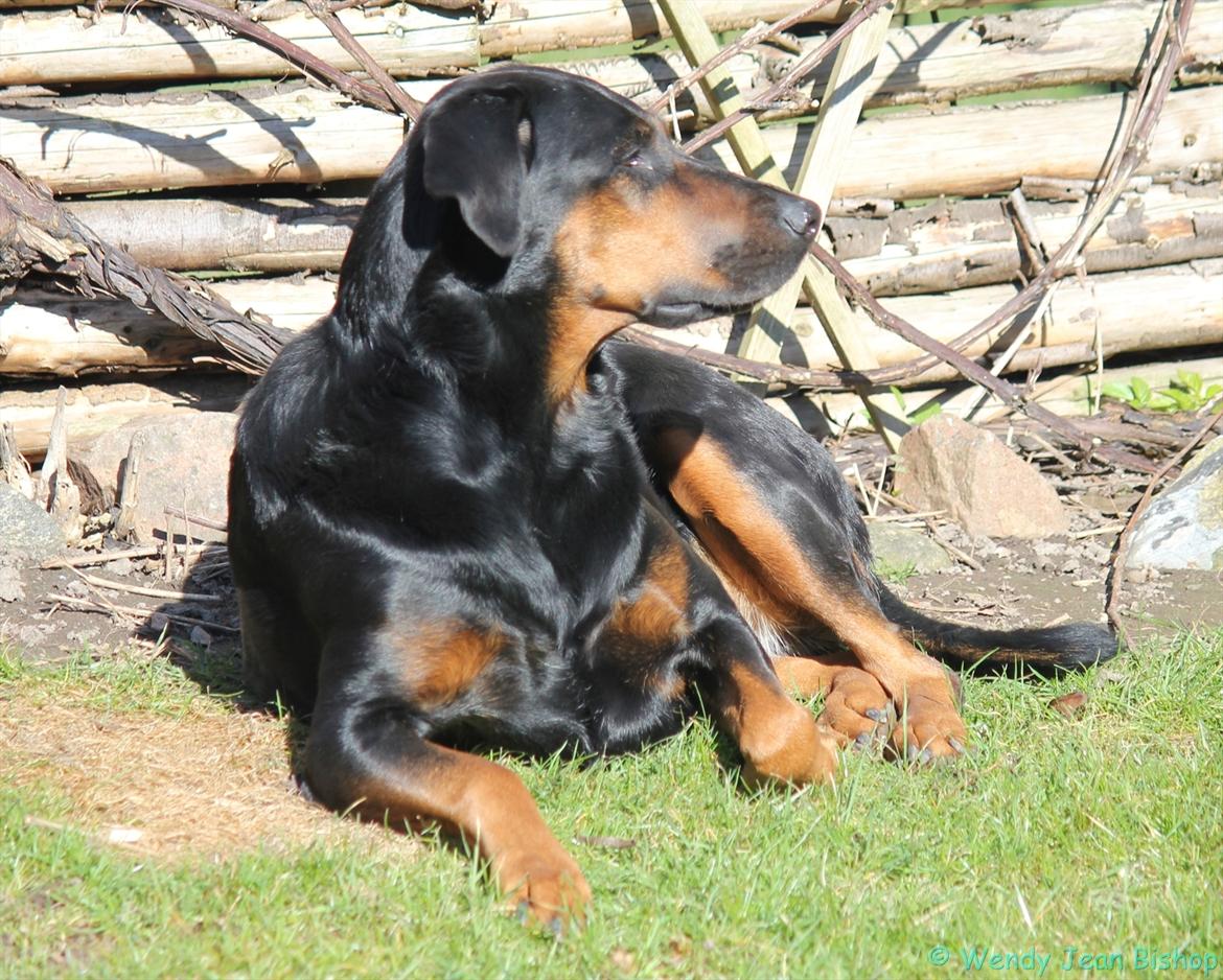 Blanding af racer Bravi billede 2