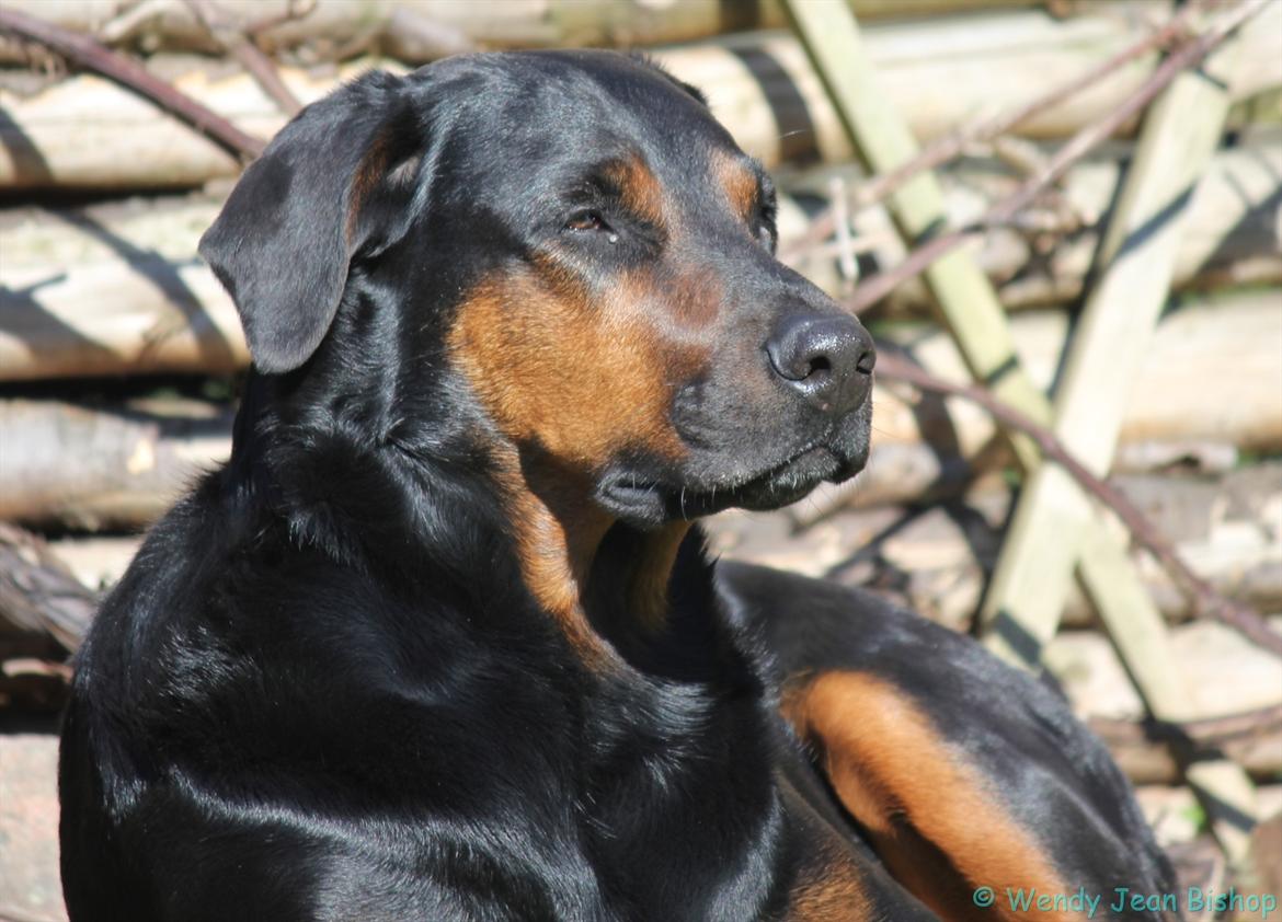 Blanding af racer Bravi billede 1