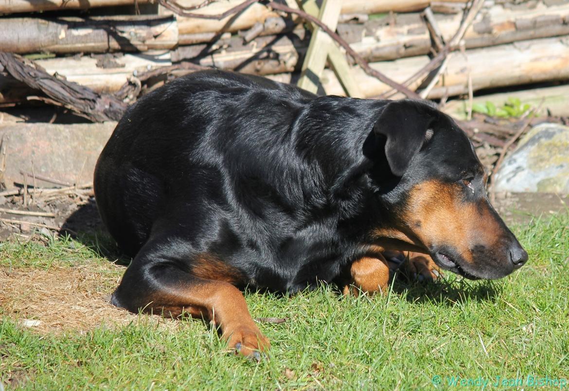 Blanding af racer Bravi billede 4