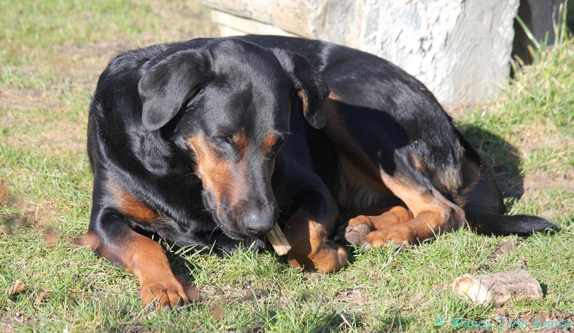 Blanding af racer Bravi billede 3