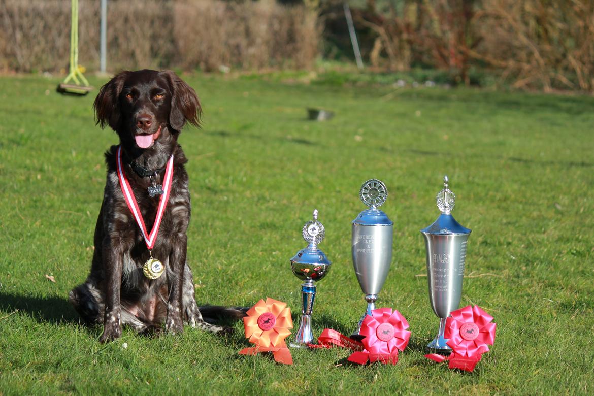 Kleiner münsterländer Løvmosen´s Tikka billede 15