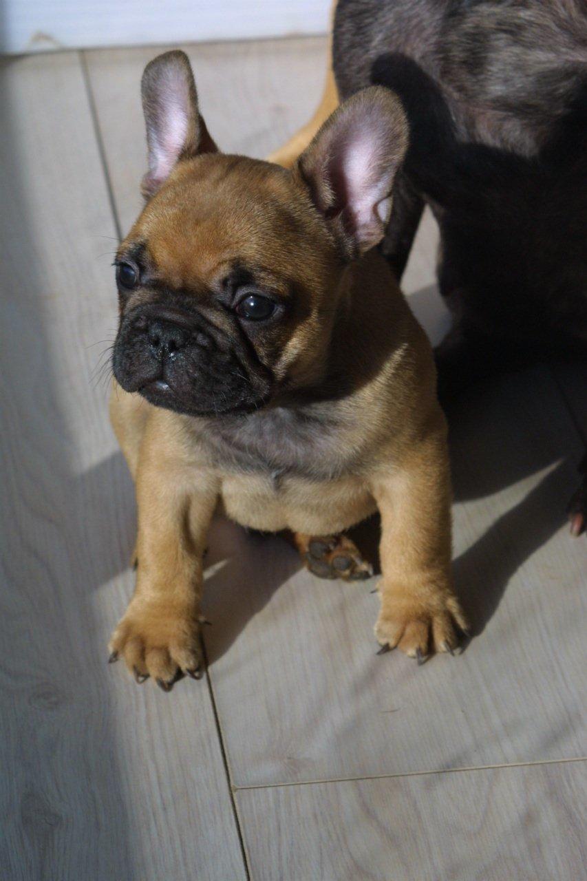 Fransk bulldog A´s dream of Cargo  "Carlo" - Hey, det er mig der er Carlo billede 1