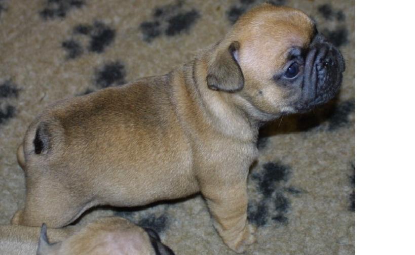 Fransk bulldog A´s dream of Cargo  "Carlo" - Carlo 4 uger billede 2