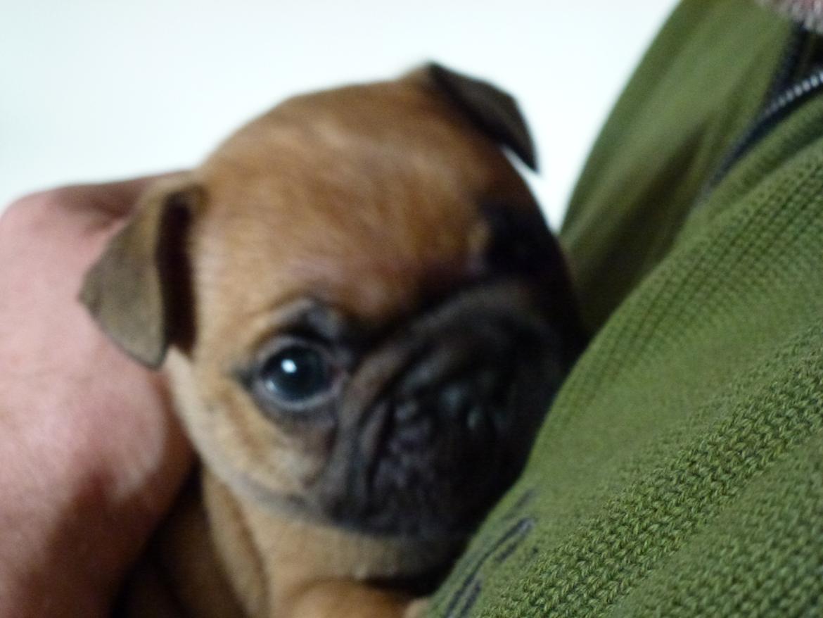 Fransk bulldog A´s dream of Cargo  "Carlo" - 6 uger billede 3