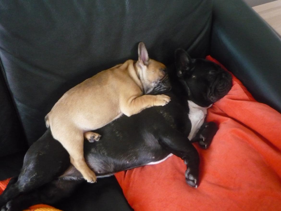 Fransk bulldog A´s dream of Cargo  "Carlo" - 8 uger og jeg er kommet hjem til Yrsa, som jeg eeelsker... billede 4