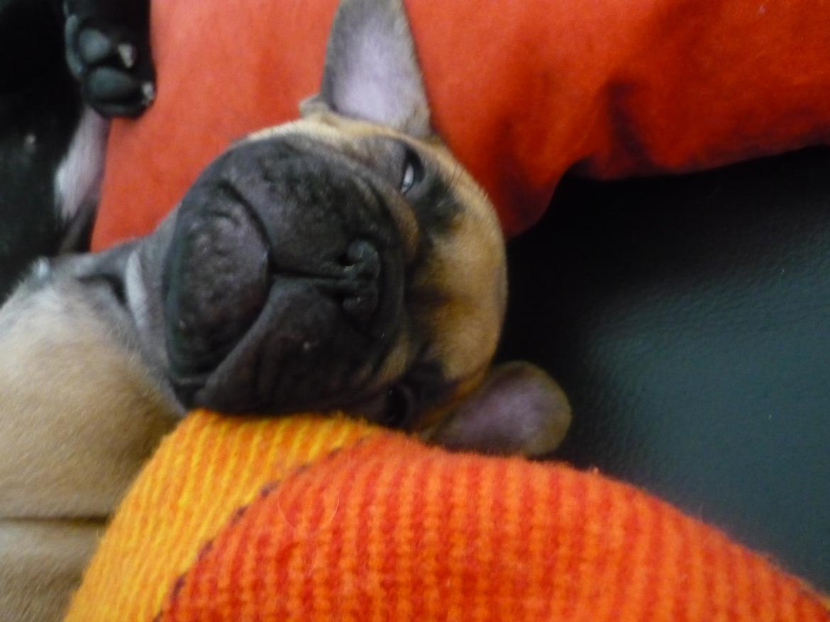Fransk bulldog A´s dream of Cargo  "Carlo" - 8 uger og træt billede 5