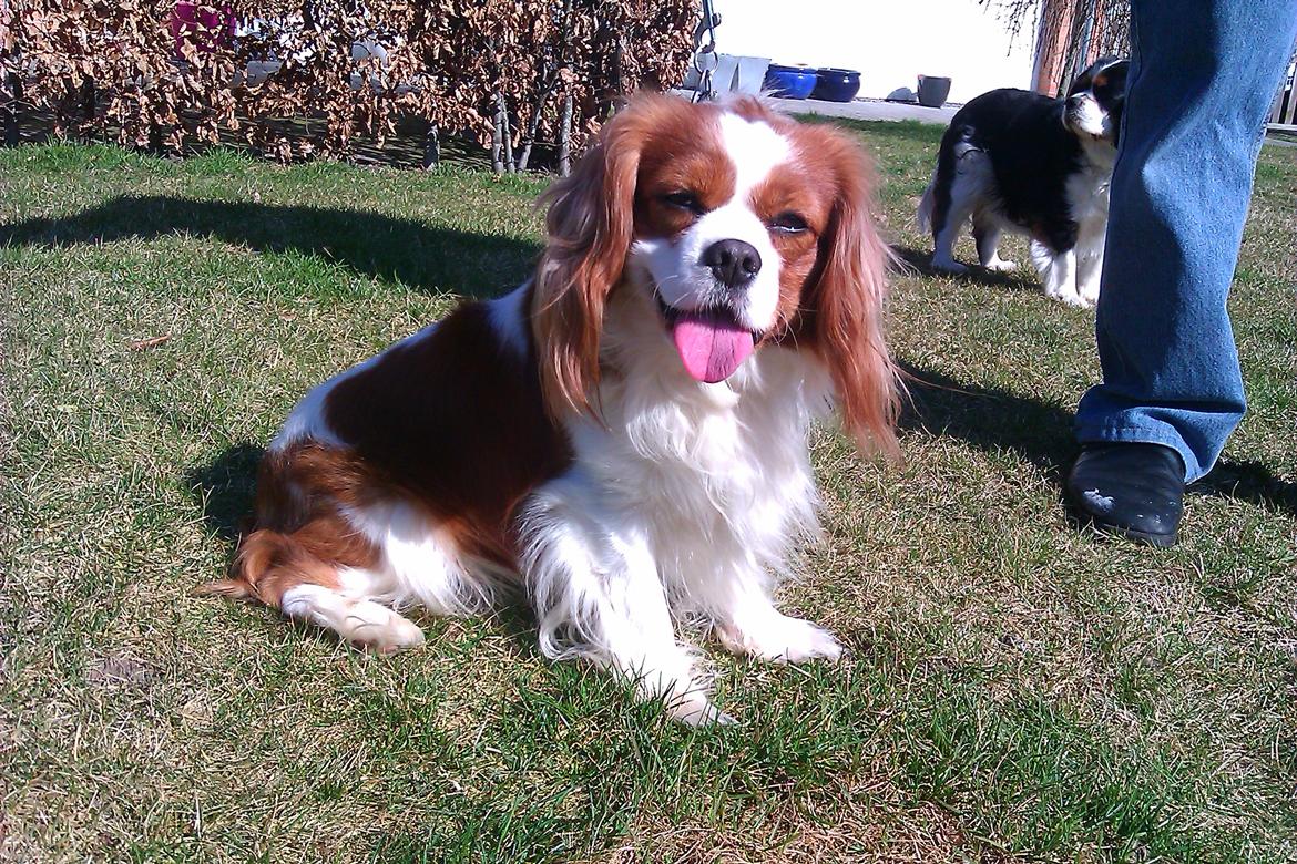 Cavalier king charles spaniel Birkedals Indi <3 - Putte :) billede 8