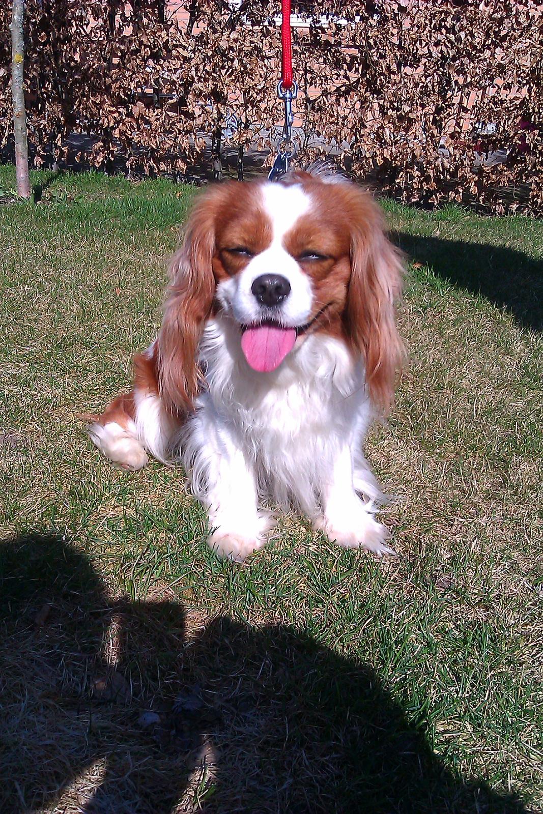 Cavalier king charles spaniel Birkedals Indi <3 - Putte :) billede 9