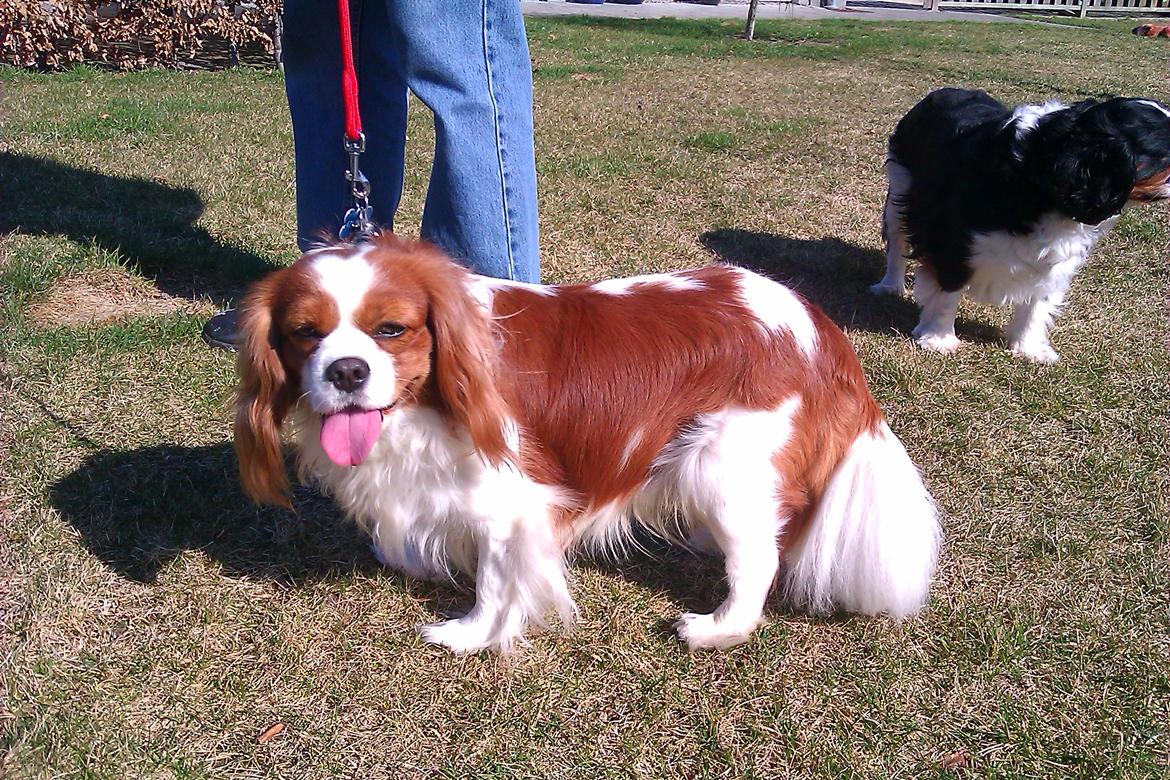 Cavalier king charles spaniel Birkedals Indi <3 - Putte :) billede 10