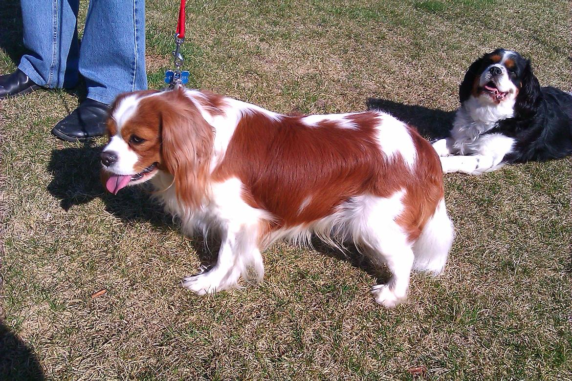 Cavalier king charles spaniel Birkedals Indi <3 - Putte :) billede 11