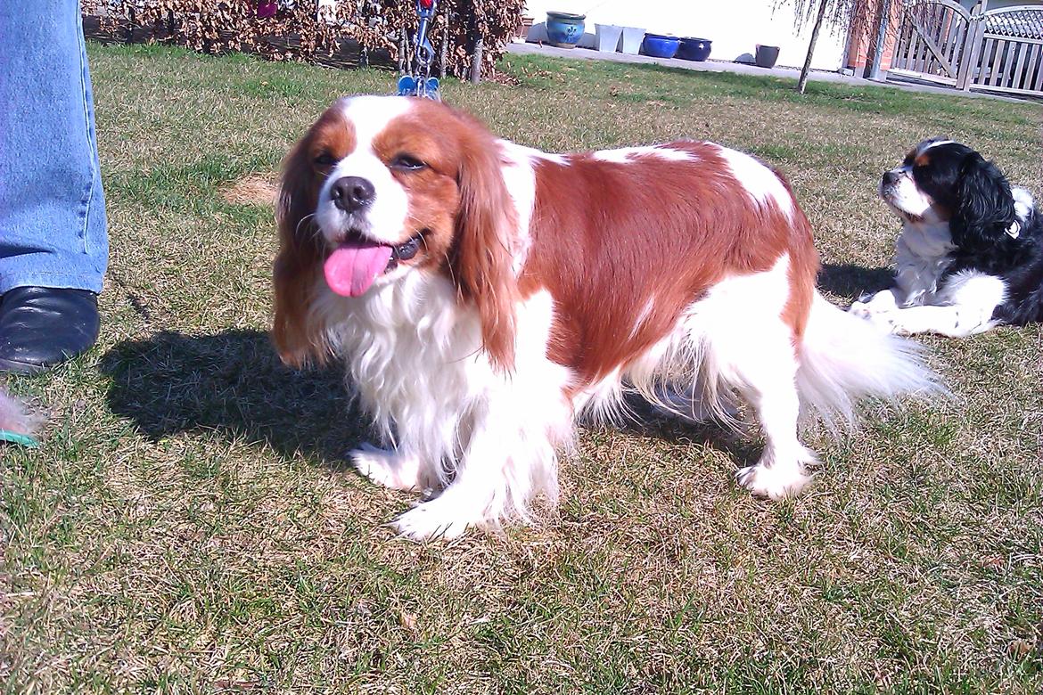 Cavalier king charles spaniel Birkedals Indi <3 - Putte :) billede 12