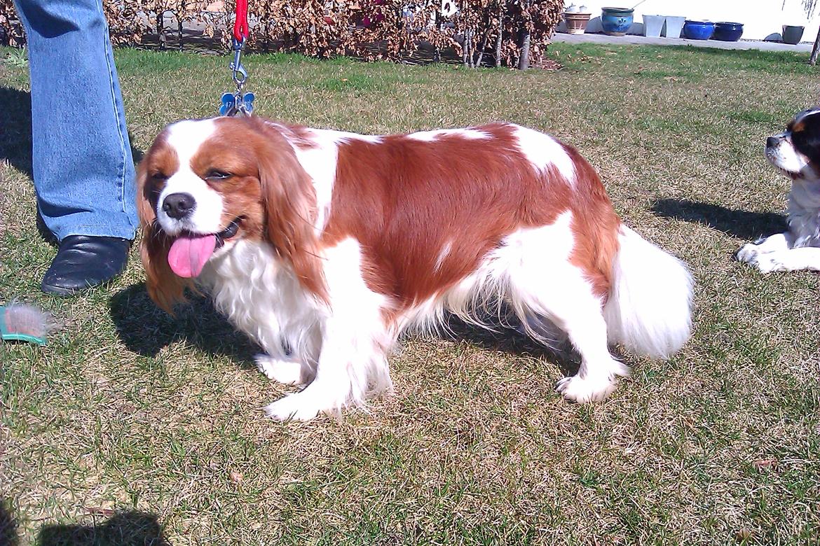 Cavalier king charles spaniel Birkedals Indi <3 - Putte :) billede 13