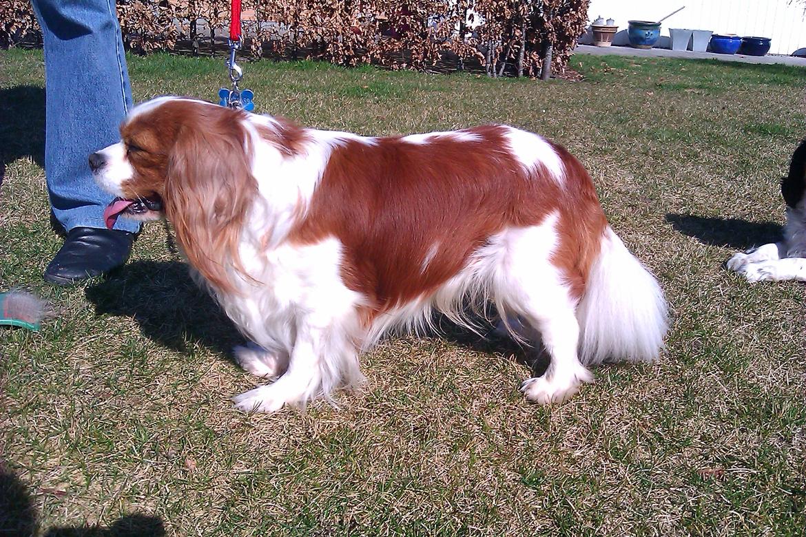 Cavalier king charles spaniel Birkedals Indi <3 - Putte :) billede 14
