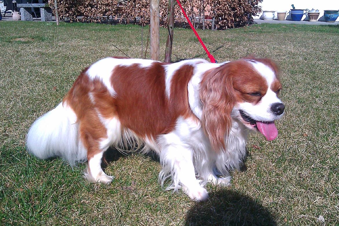 Cavalier king charles spaniel Birkedals Indi <3 - Putte :) billede 15