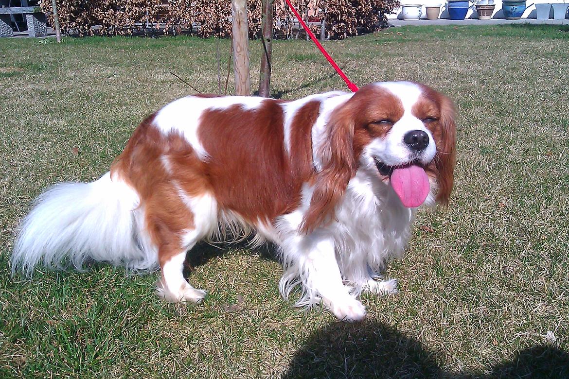 Cavalier king charles spaniel Birkedals Indi <3 - Putte :) billede 16