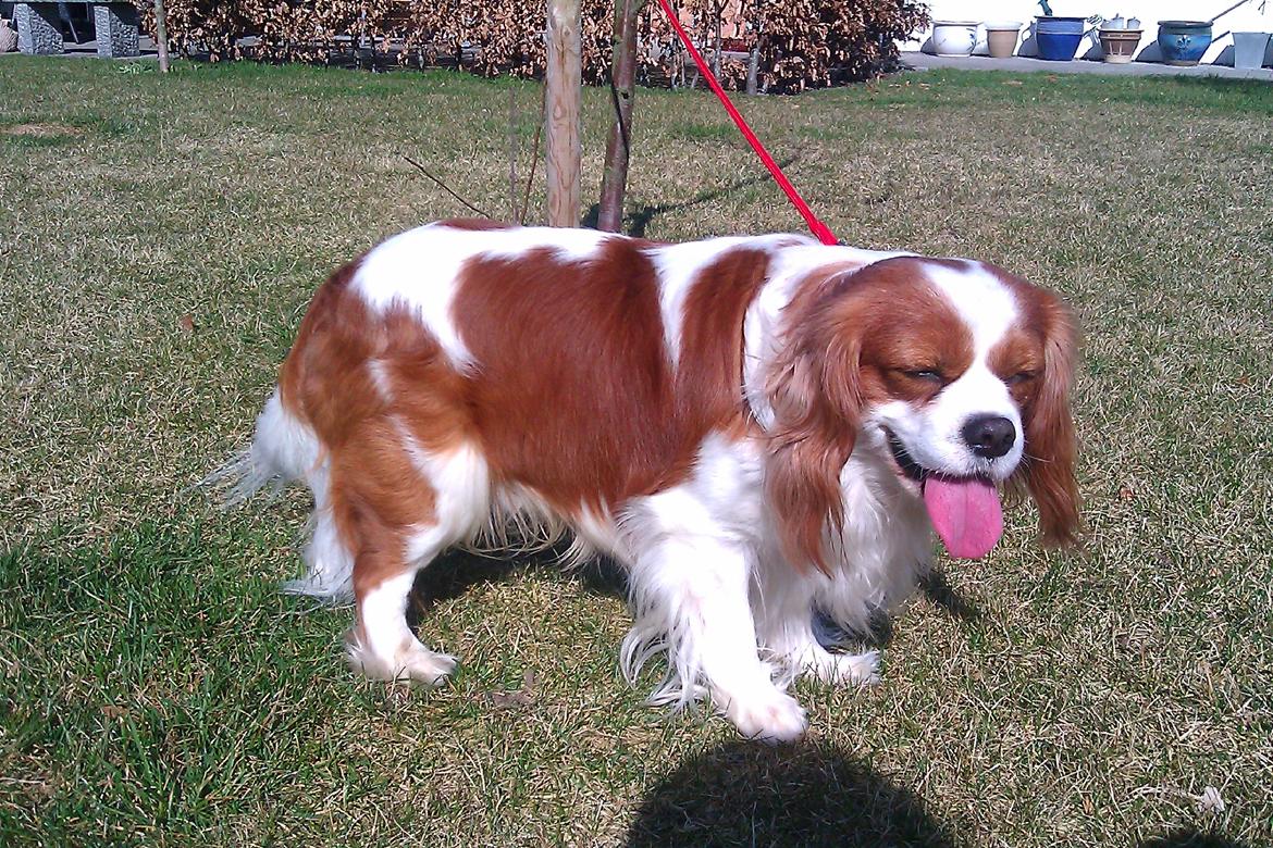 Cavalier king charles spaniel Birkedals Indi <3 - Putte :) billede 17