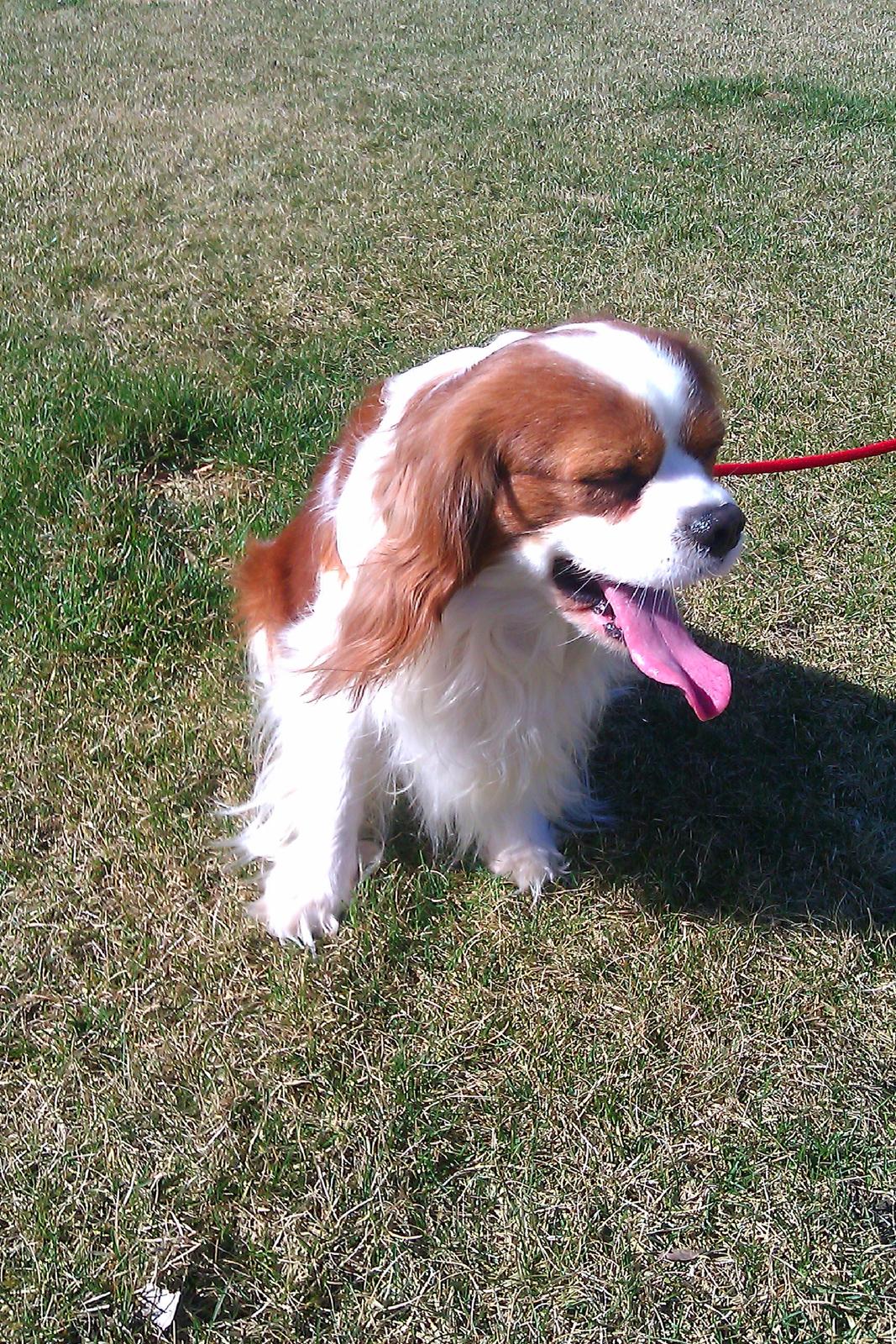 Cavalier king charles spaniel Birkedals Indi <3 - Putte :) billede 18
