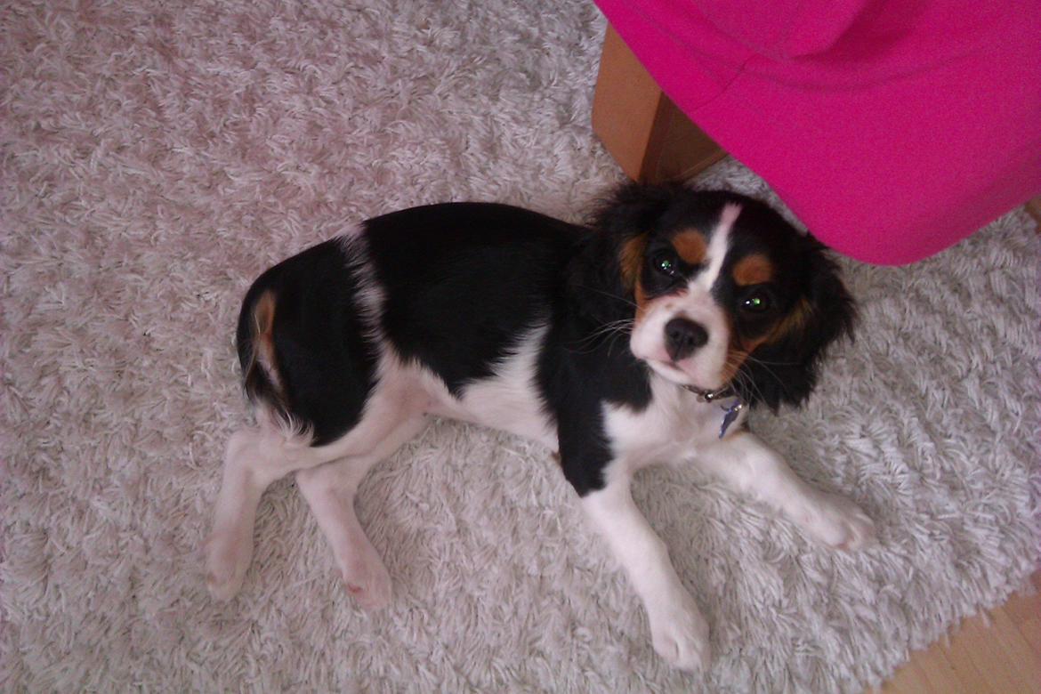 Cavalier king charles spaniel Mille  billede 1