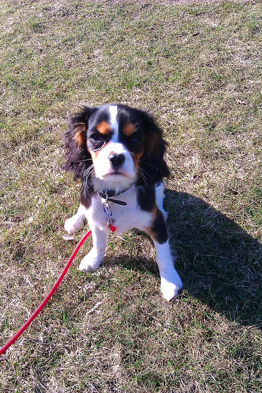 Cavalier king charles spaniel Mille  billede 2