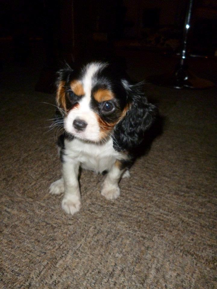Cavalier king charles spaniel Mille  billede 3