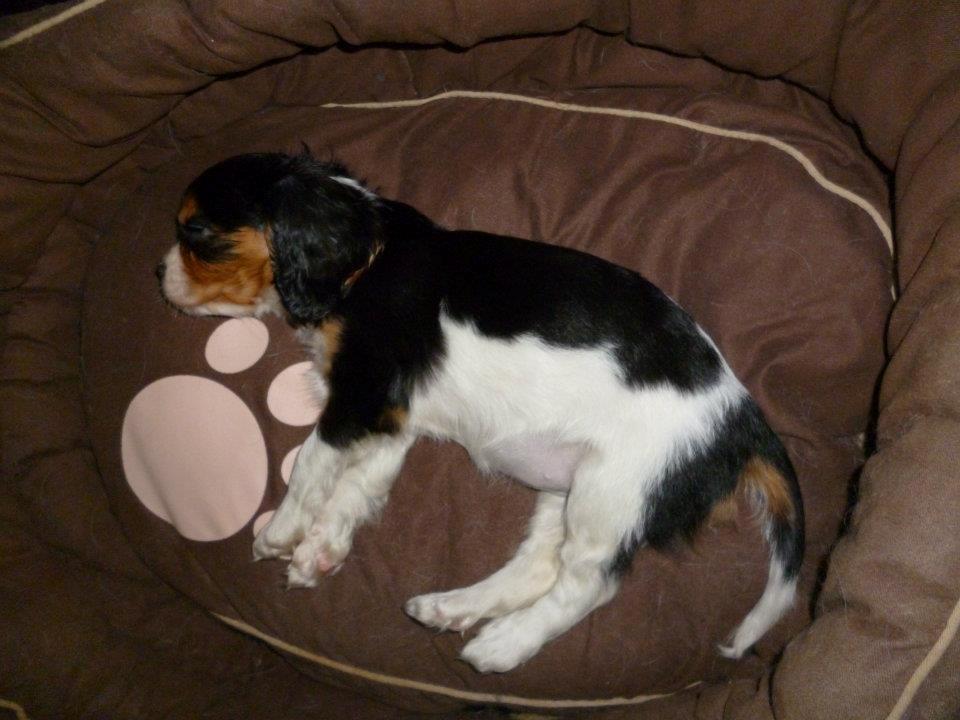 Cavalier king charles spaniel Mille  billede 4