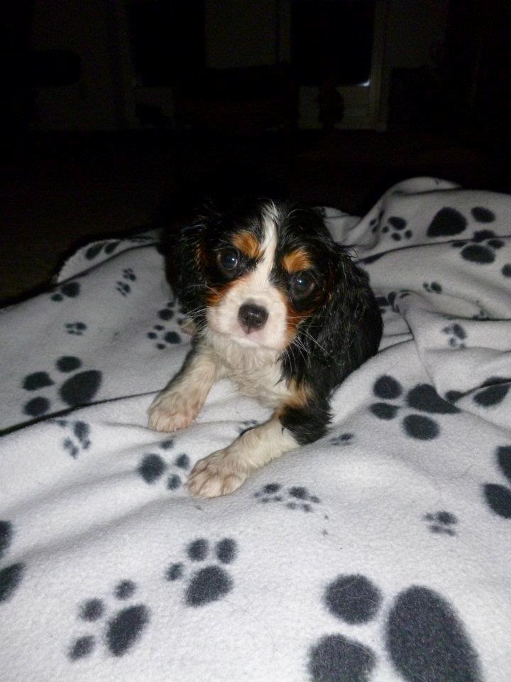 Cavalier king charles spaniel Mille  billede 5