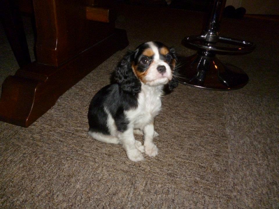 Cavalier king charles spaniel Mille  billede 6