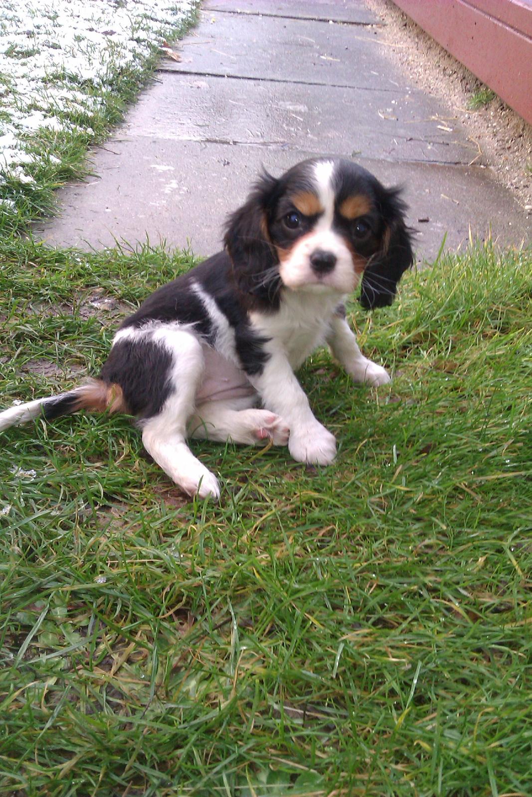 Cavalier king charles spaniel Mille  billede 7